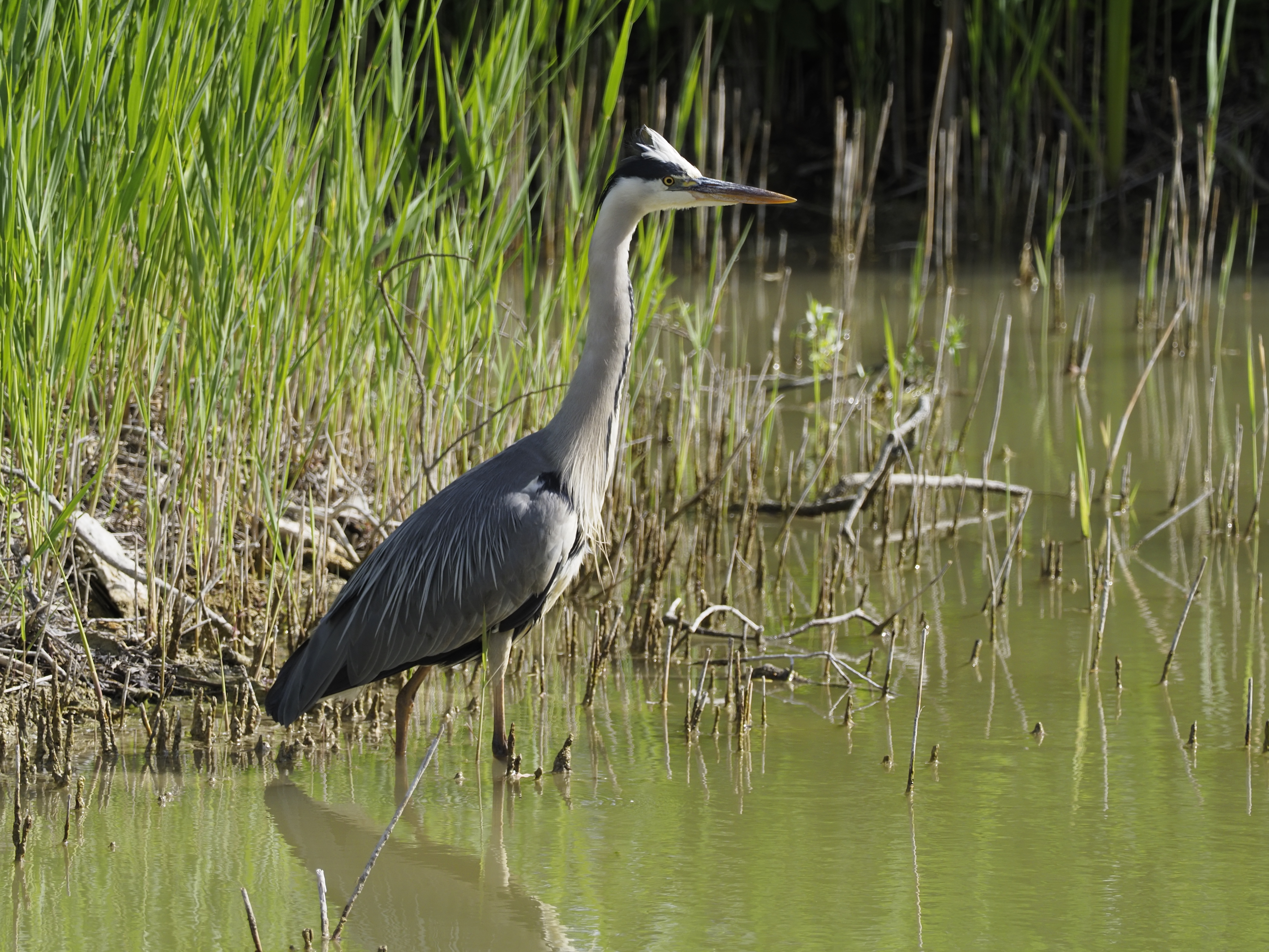A la  rencontre des oiseaux du Lac du héron